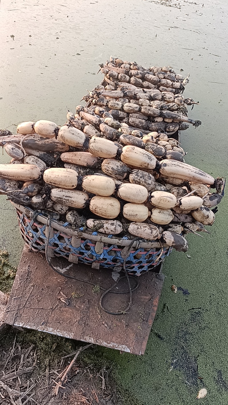湖北莲藕粉糯香甜，皮薄肉厚，条形好，适应各个市场。