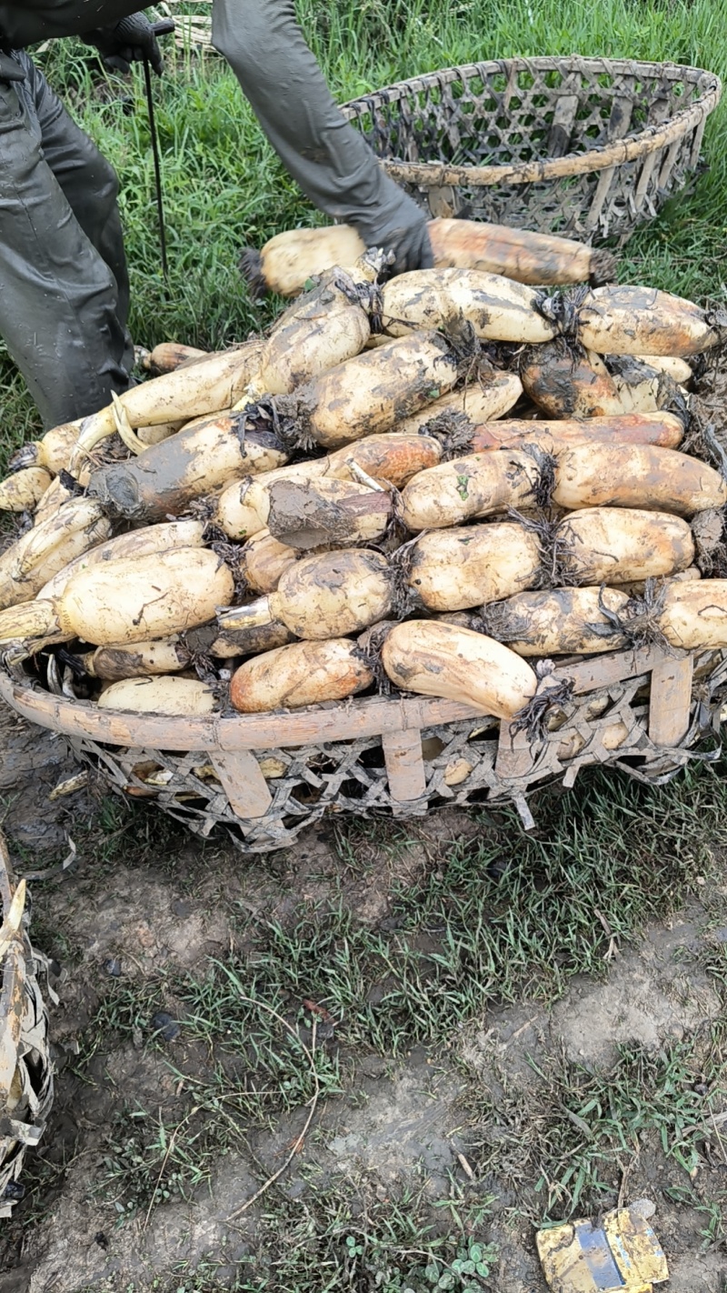 湖北莲藕粉糯香甜，皮薄肉厚，条形好，适应各个市场。