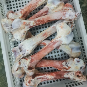 牛筒骨