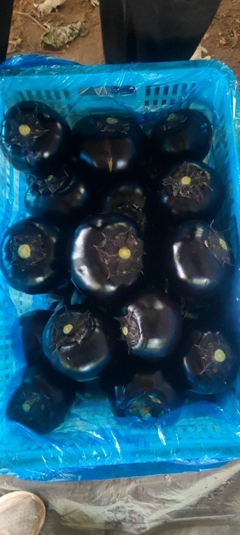 紫光圆茄，圆茄，黑圆茄子，茄子