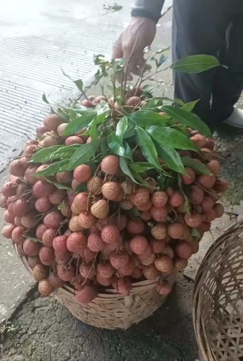 烤干礶头荔枝乌叶桂味