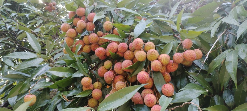 烤干礶头荔枝乌叶桂味