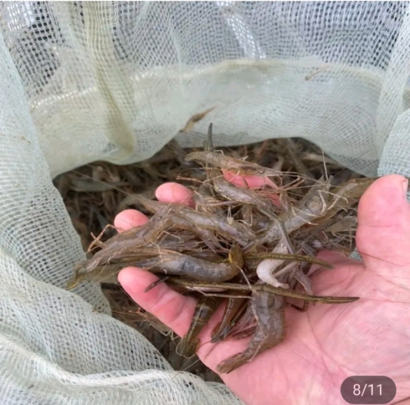 河虾桃花鱼川丁鱼