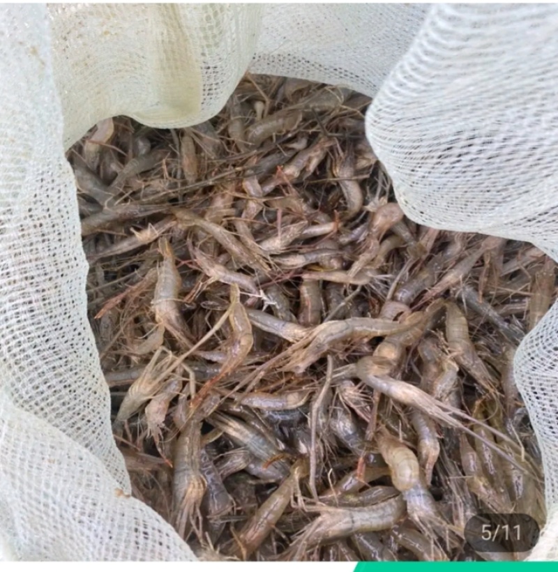 河虾桃花鱼川丁鱼