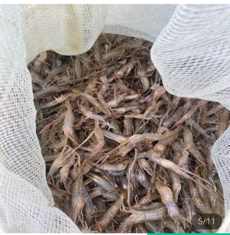 河虾桃花鱼川丁鱼
