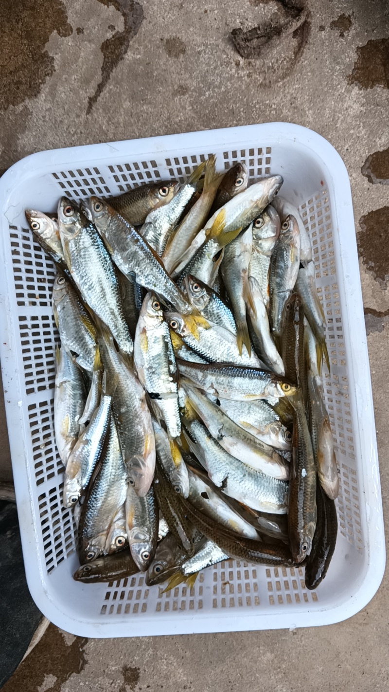 河虾桃花鱼川丁鱼