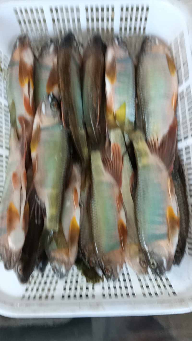 河虾桃花鱼川丁鱼