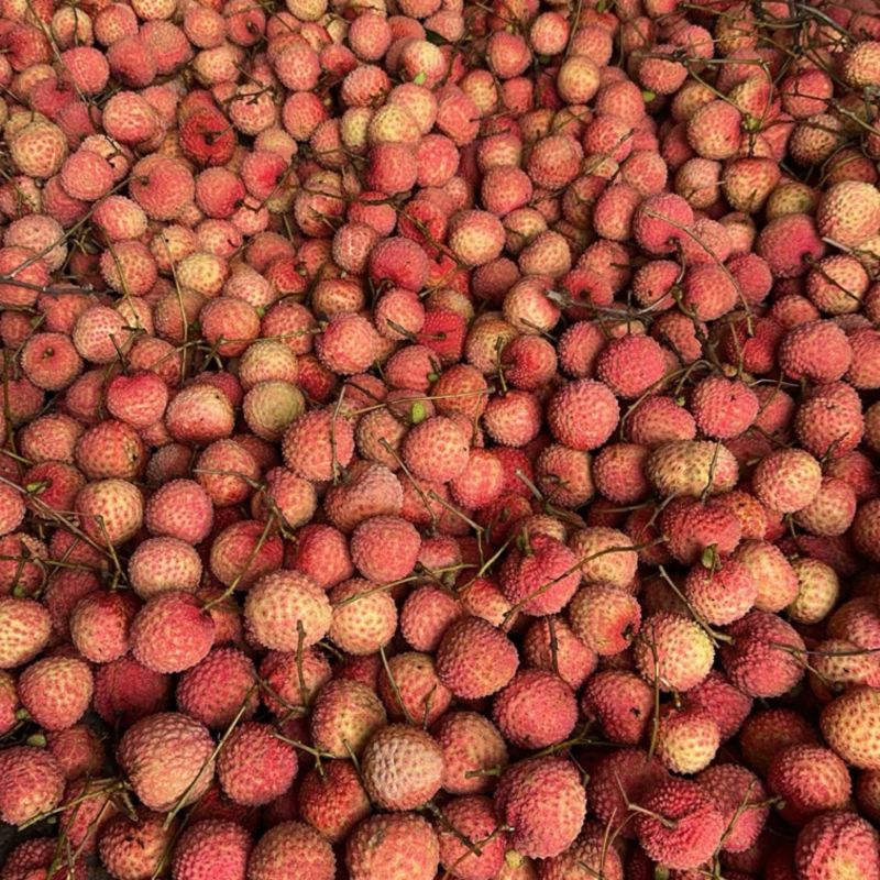 灵山桂味