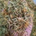 贵州安龙野生金银花统货，生晒无硫，无任何添加，半开花