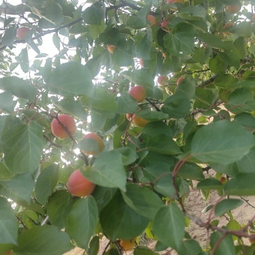 彭阳红梅杏，有需要的联系