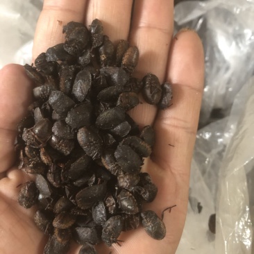 精品九香虫（小）本人一手货源，常年大量供应。