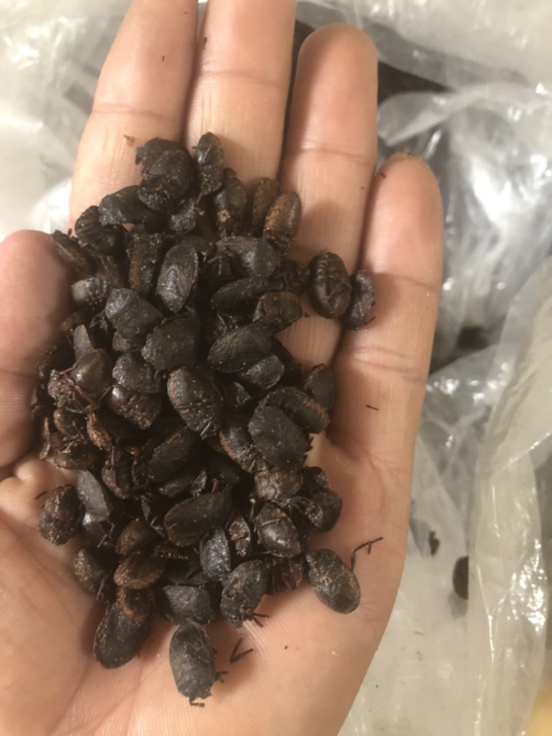 精品九香虫（小）本人一手货源，常年大量供应。