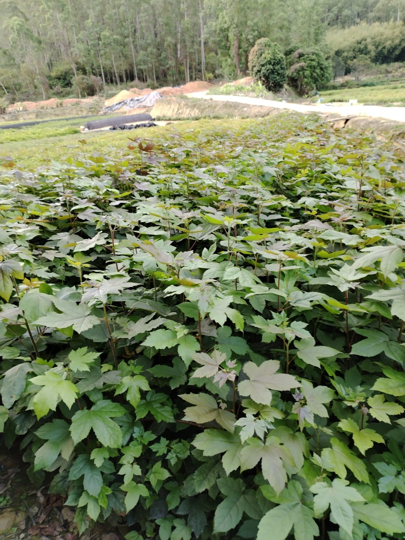 枫香布袋苗造林优选品种本场大量供应各种优质育林苗木