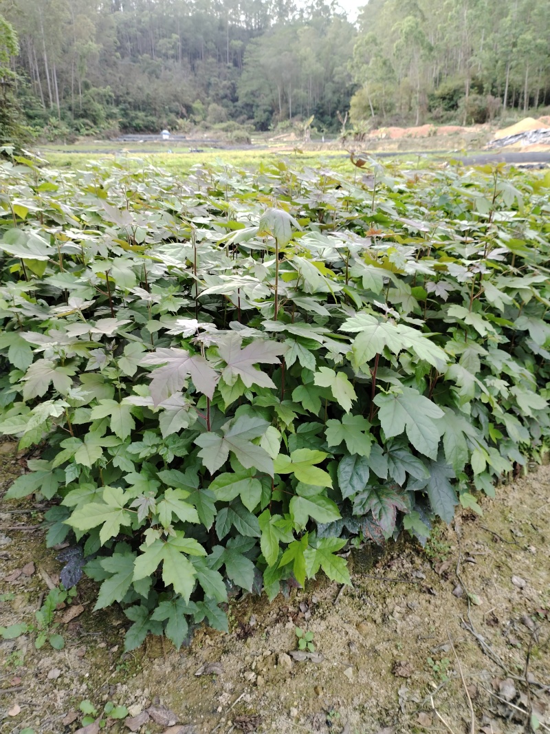 枫香布袋苗造林优选品种本场大量供应各种优质育林苗木