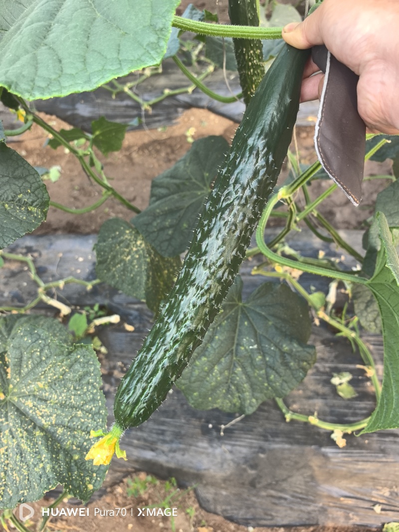 708黄瓜苗大量有货，欢迎新老客户前来合作，产地一手货源