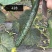 708黄瓜苗大量有货，欢迎新老客户前来合作，产地一手货源