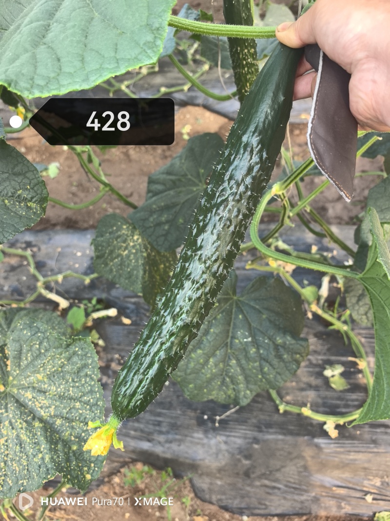708黄瓜苗大量有货，欢迎新老客户前来合作，产地一手货源