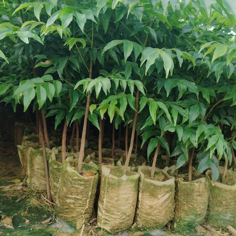 格木布袋苗本场地长年供应各种优质造林专用品种欢迎到场指导