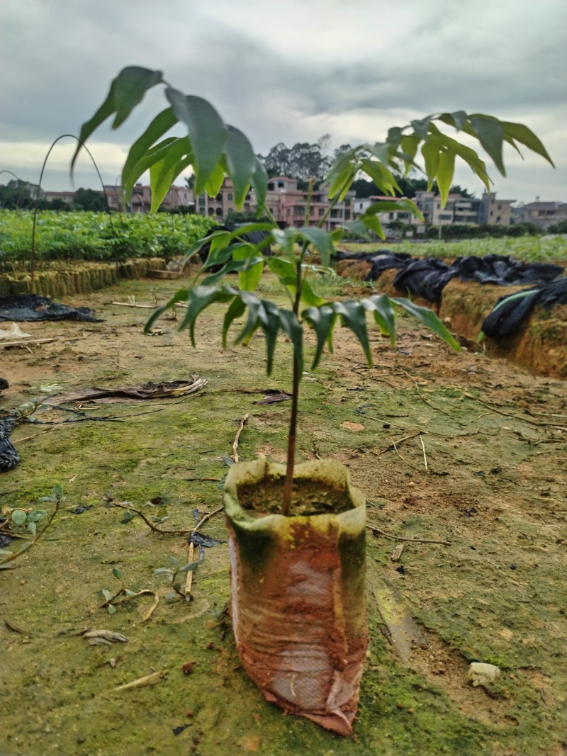 格木布袋苗本场地长年供应各种优质造林专用品种欢迎到场指导