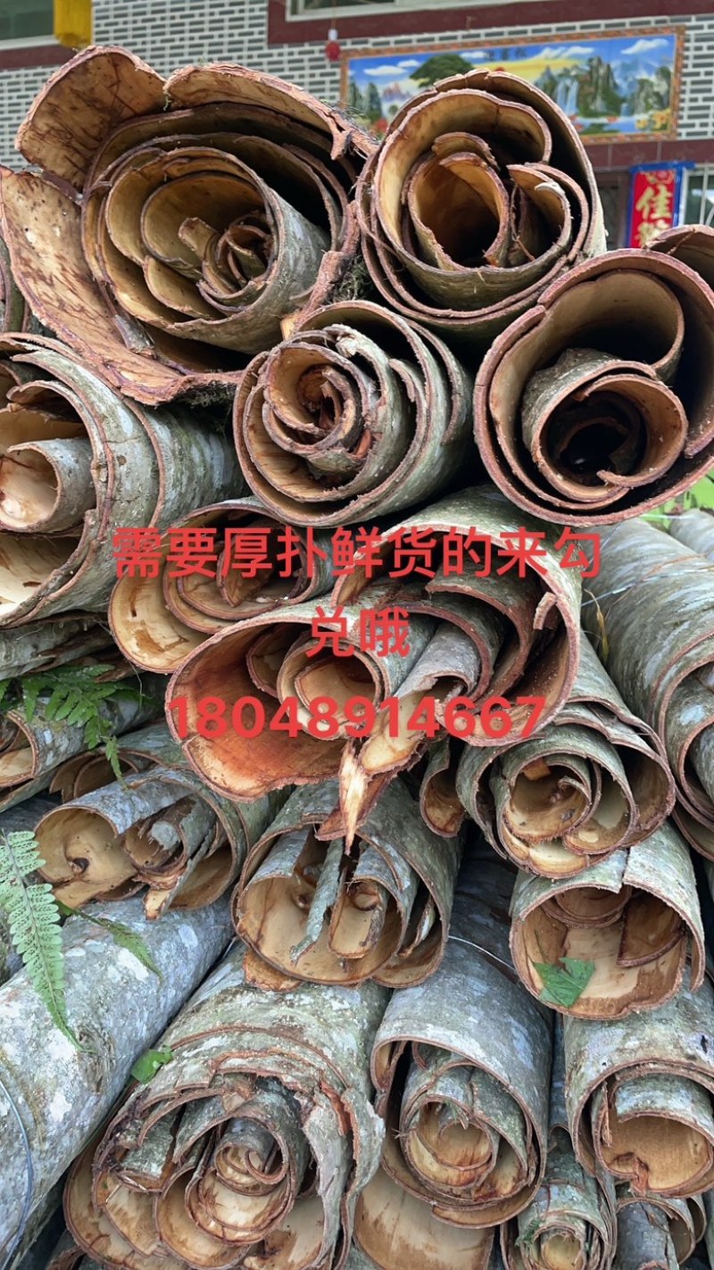 厚朴，大量出售
