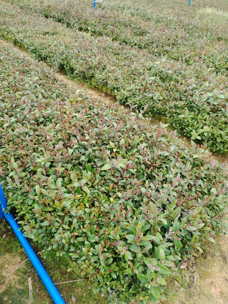 桃金娘布袋苗优质品种的**基地直供无中间商