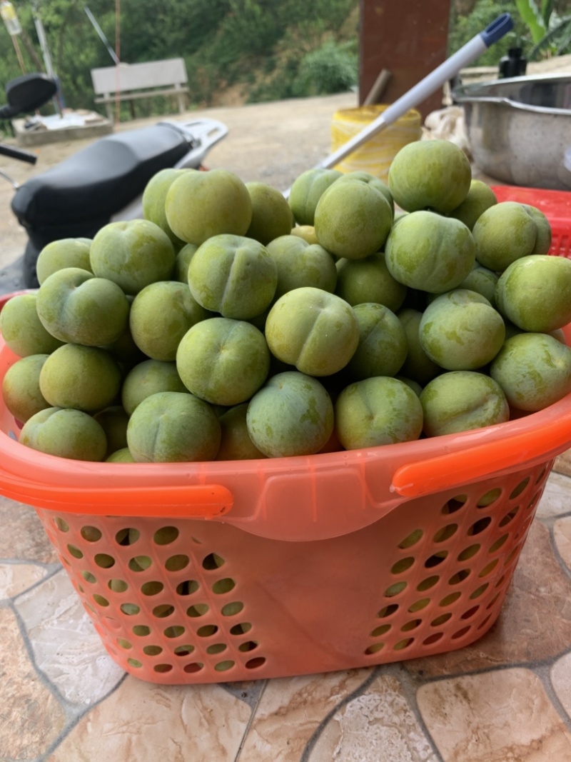 正宗六马蜂糖李,原产地自家果园直发,孕妇新鲜当季水果