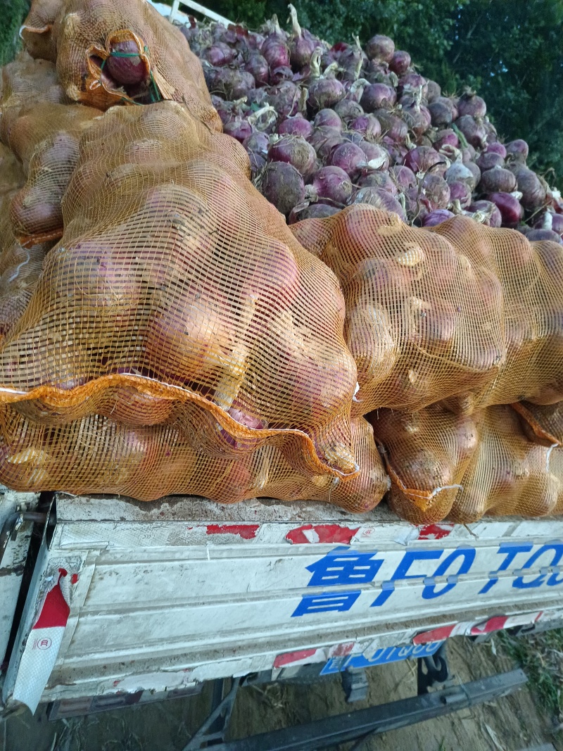 紫皮圆葱大量供应质优价廉欢迎各位客商前来选购