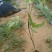 鸭脚木/鹅掌柴布袋苗蜜蜂养殖户**品种之一