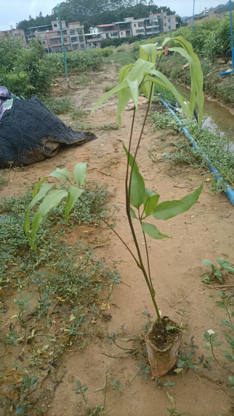 鸭脚木/鹅掌柴布袋苗蜜蜂养殖户**品种之一