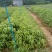 鸭脚木/鹅掌柴布袋苗蜜蜂养殖户**品种之一