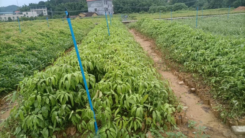 鸭脚木/鹅掌柴布袋苗蜜蜂养殖户**品种之一