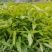 鸭脚木/鹅掌柴布袋苗蜜蜂养殖户**品种之一
