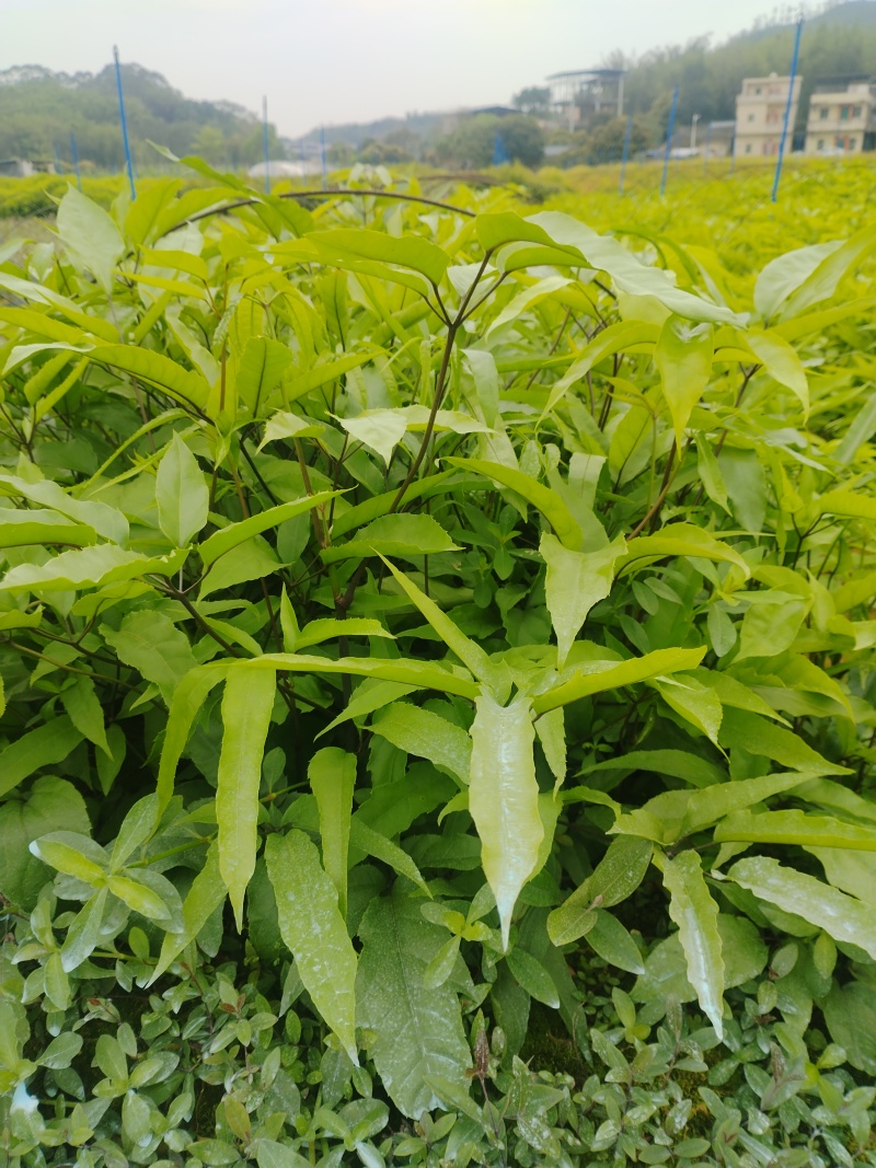 鸭脚木/鹅掌柴布袋苗蜜蜂养殖户**品种之一