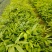 鸭脚木/鹅掌柴布袋苗蜜蜂养殖户**品种之一