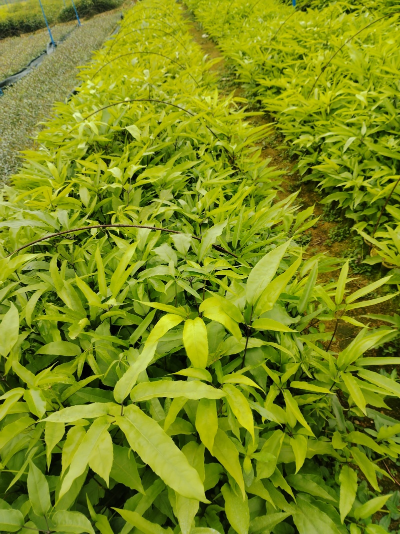 鸭脚木/鹅掌柴布袋苗蜜蜂养殖户**品种之一