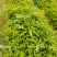 鸭脚木/鹅掌柴布袋苗蜜蜂养殖户**品种之一