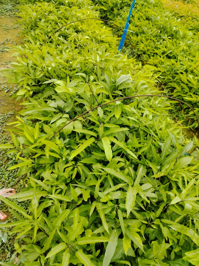 鸭脚木/鹅掌柴布袋苗蜜蜂养殖户**品种之一