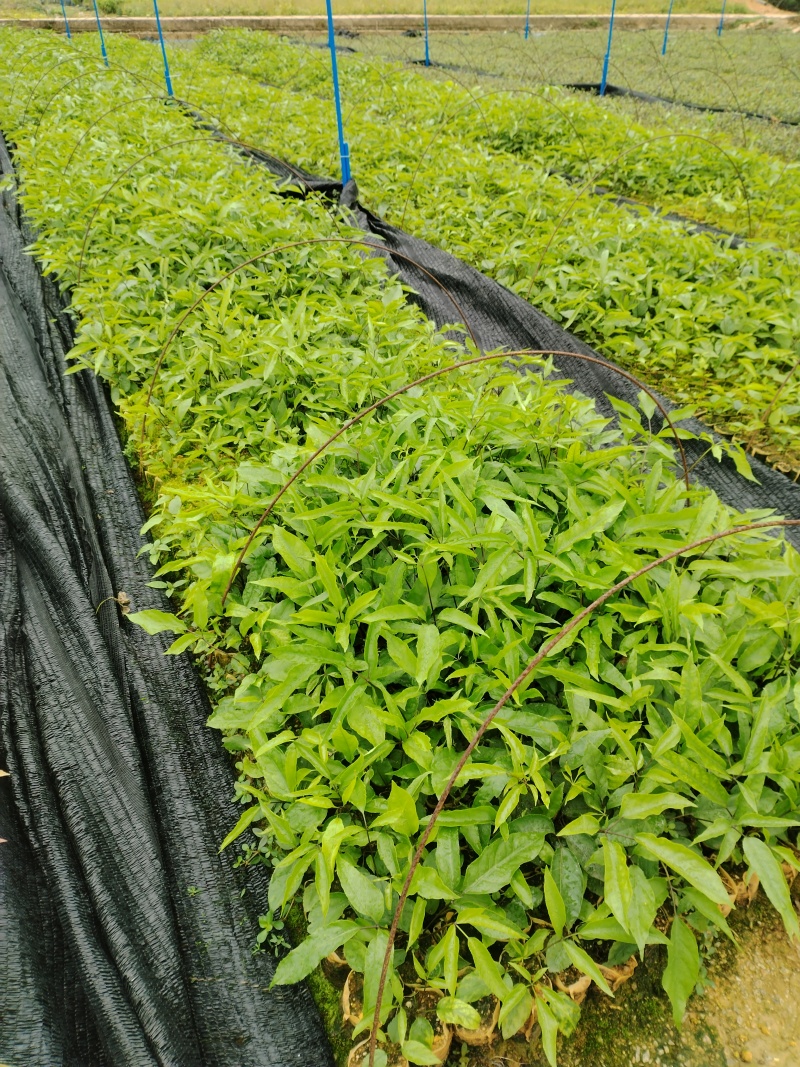 鸭脚木/鹅掌柴布袋苗蜜蜂养殖户**品种之一