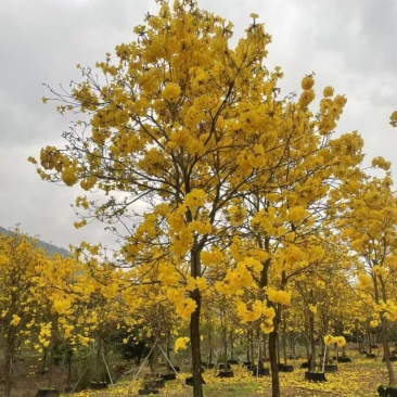 黄花风铃木基地大量低价出售、欢迎联系