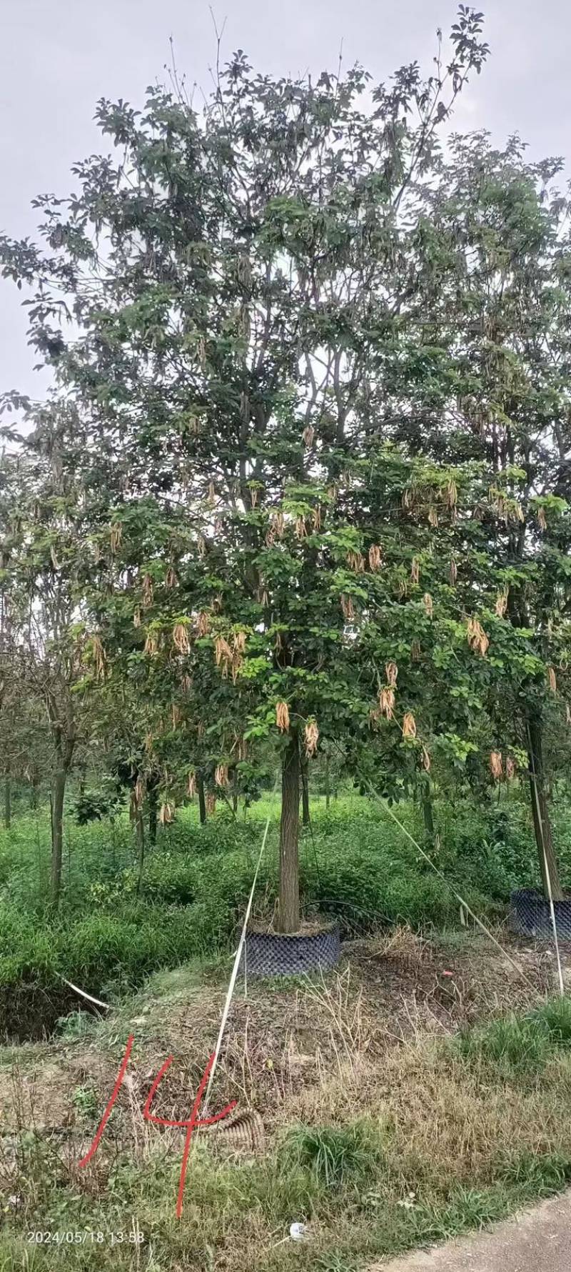 黄花风铃木基地大量低价出售、欢迎联系