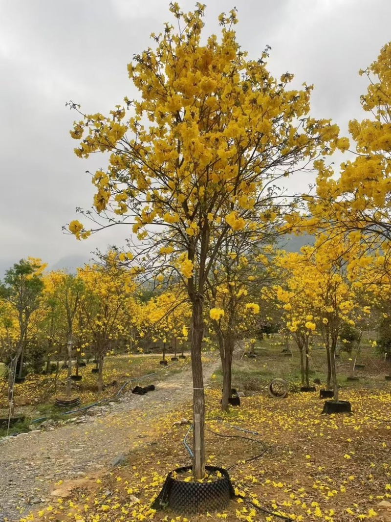 黄花风铃木基地大量低价出售、欢迎联系