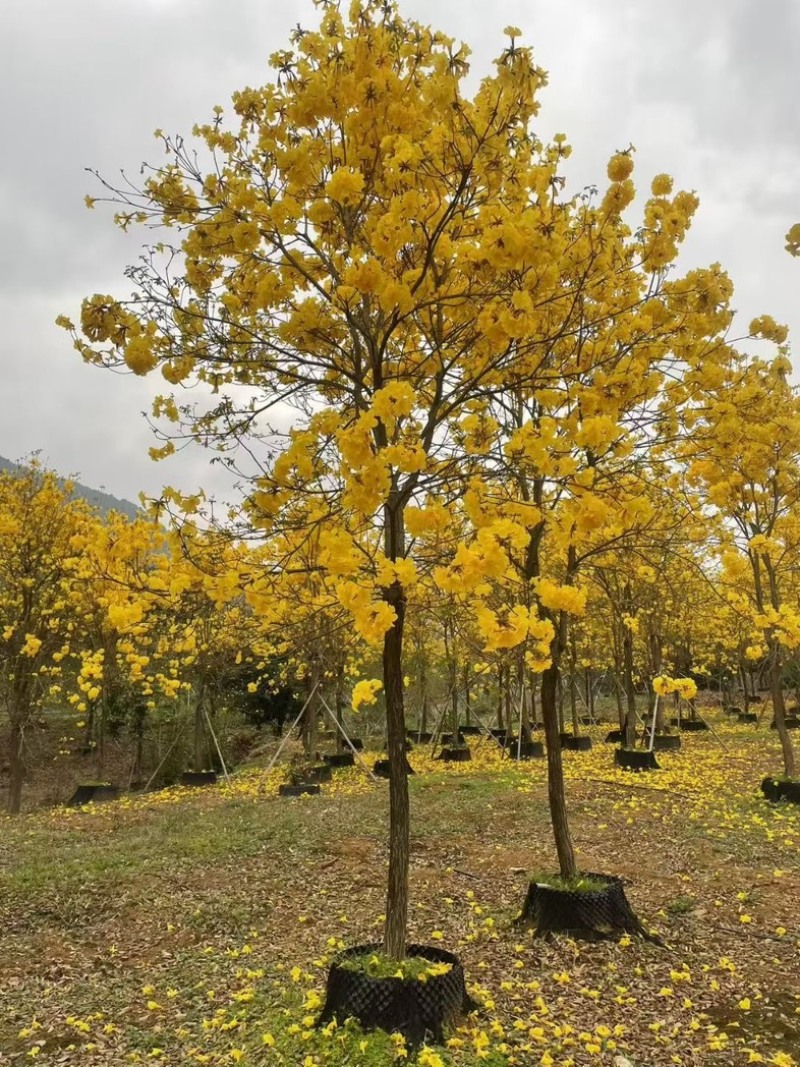 黄花风铃木基地大量低价出售、欢迎联系