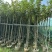 黄花风铃木基地大量低价出售、欢迎联系