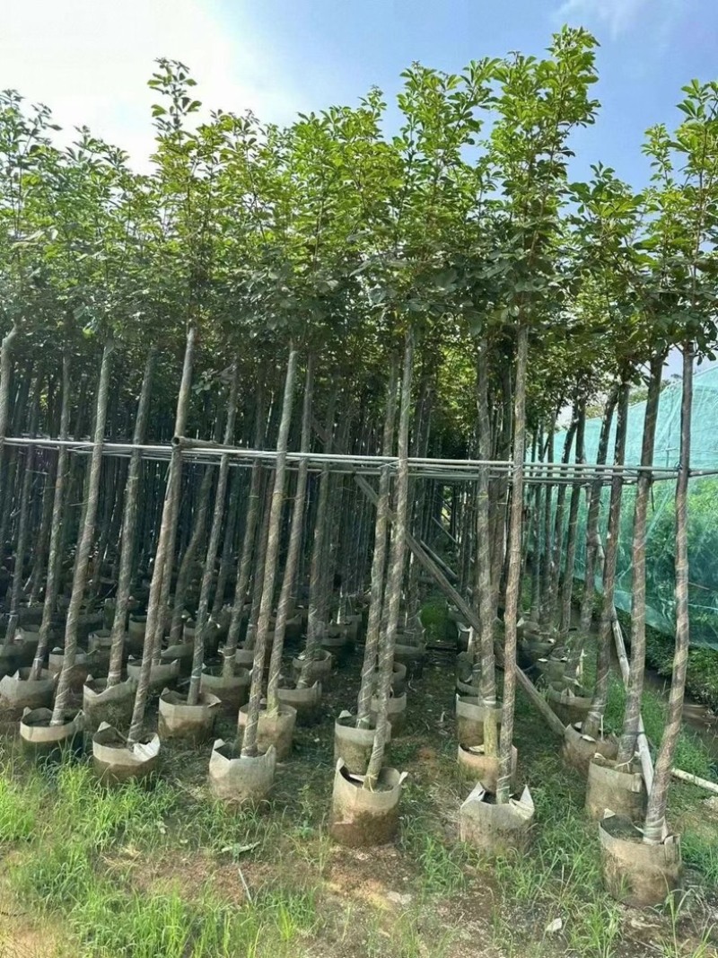 黄花风铃木基地大量低价出售、欢迎联系