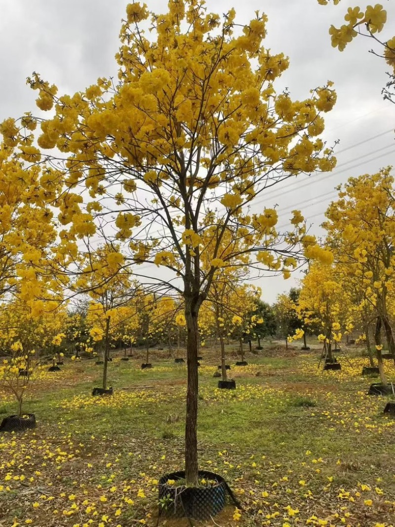 黄花风铃木基地大量低价出售、欢迎联系