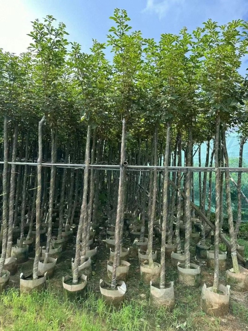 黄花风铃木基地大量低价出售、欢迎联系
