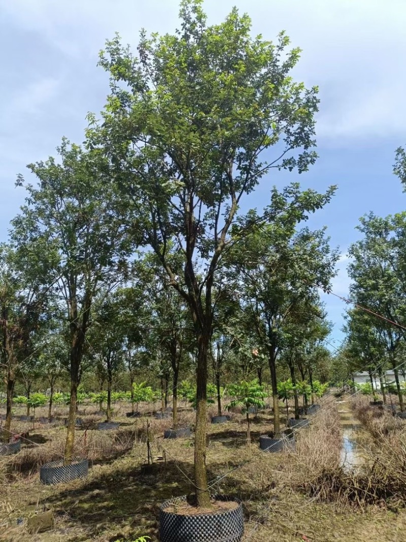 黄花风铃木基地大量低价出售、欢迎联系