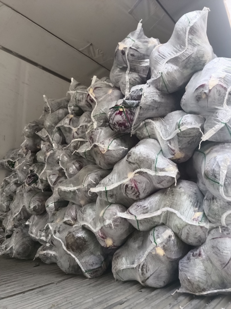 紫甘蓝大量供应质优价廉欢迎各位客商前来选购