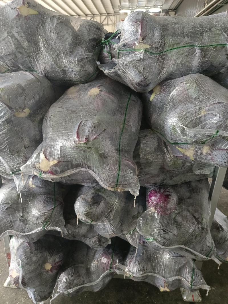 紫甘蓝大量供应质优价廉欢迎各位客商前来选购