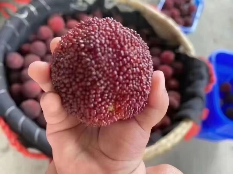 ——泰顺东魁杨梅